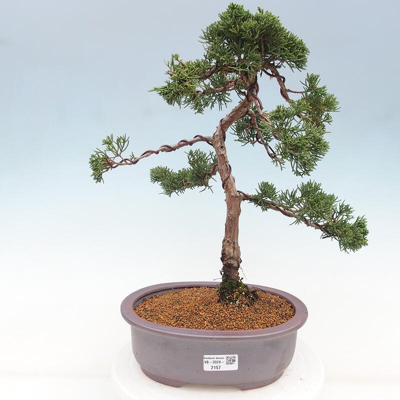 Outdoor bonsai - Juniperus chinensis Kishu - Chinese juniper