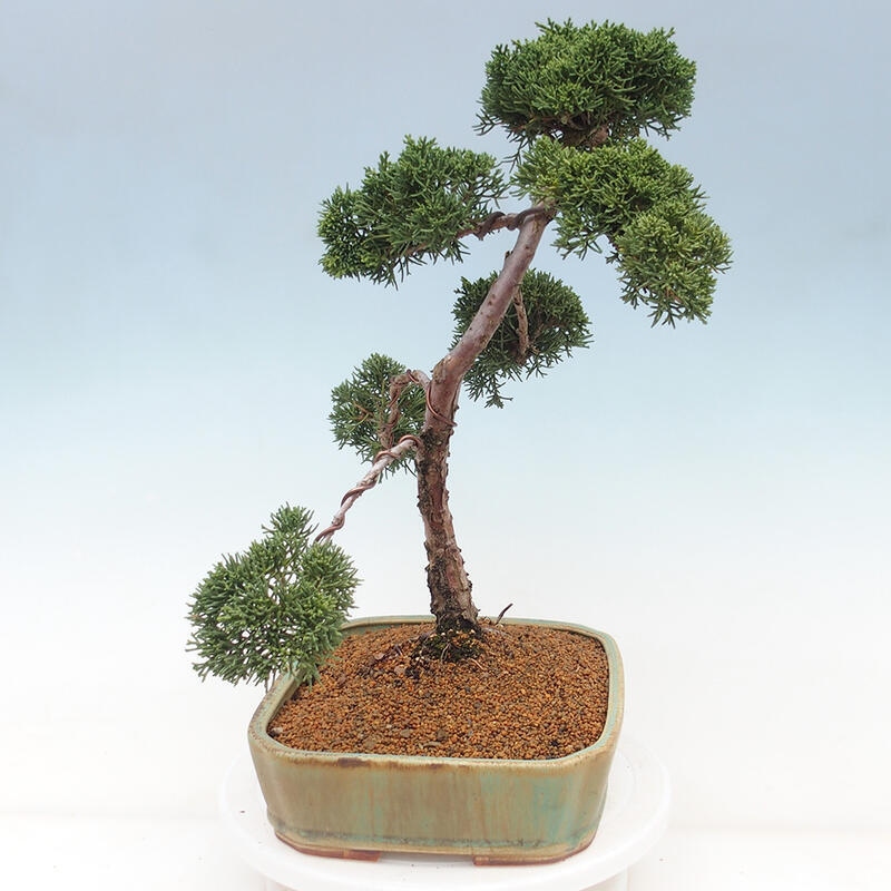 Outdoor bonsai - Juniperus chinensis Kishu - Chinese juniper