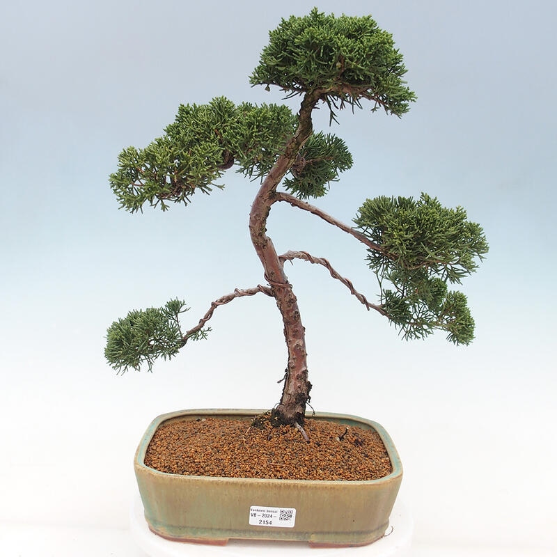 Outdoor bonsai - Juniperus chinensis Kishu - Chinese juniper