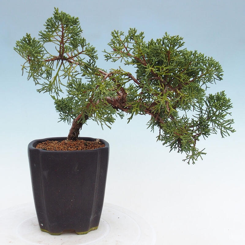 Outdoor bonsai - Juniperus chinensis Kishu - Chinese juniper