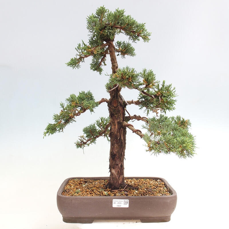 Outdoor bonsai - Juniperus chinensis Kishu - Chinese juniper