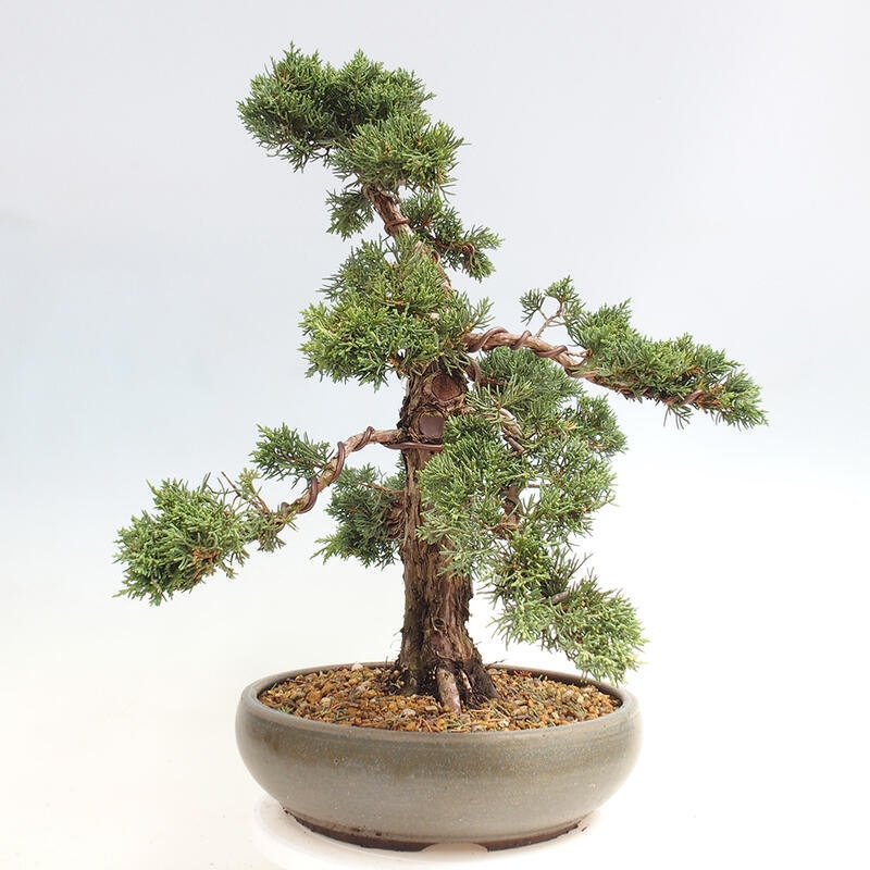 Outdoor bonsai - Juniperus chinensis Kishu - Chinese juniper