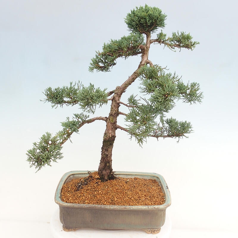 Outdoor bonsai - Juniperus chinensis Kishu - Chinese juniper