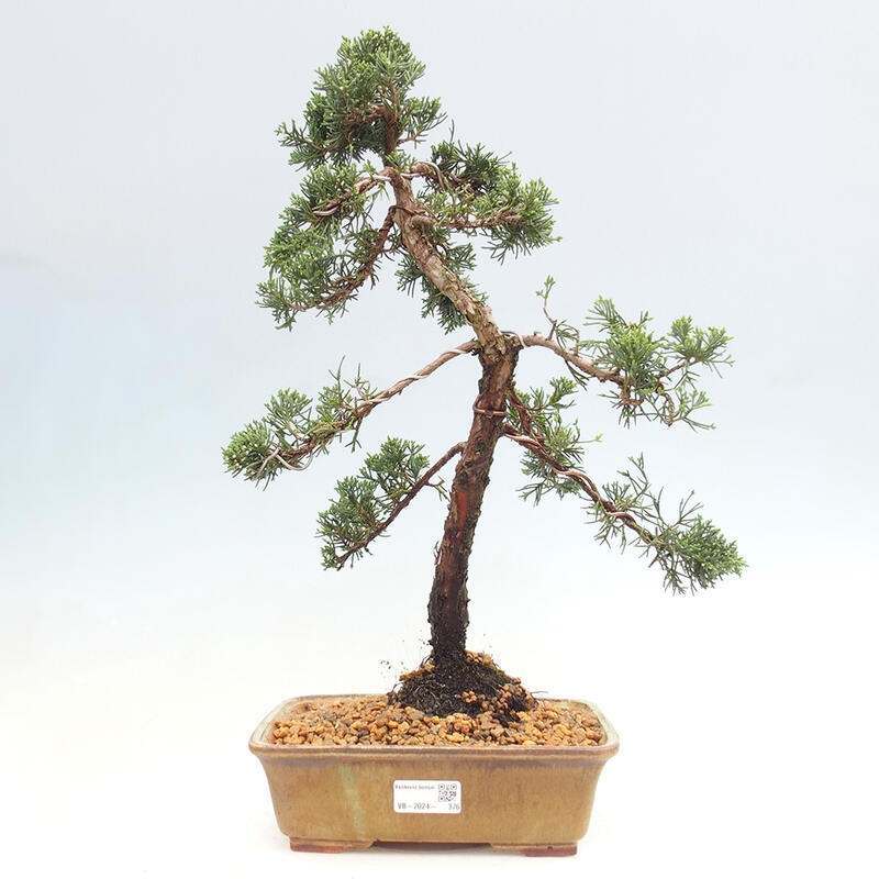 Outdoor bonsai - Juniperus chinensis Kishu - Chinese juniper