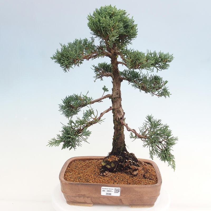 Outdoor bonsai - Juniperus chinensis Kishu - Chinese juniper