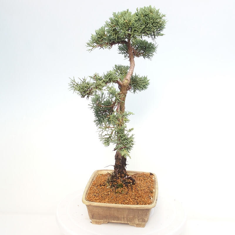 Outdoor bonsai - Juniperus chinensis Kishu - Chinese juniper