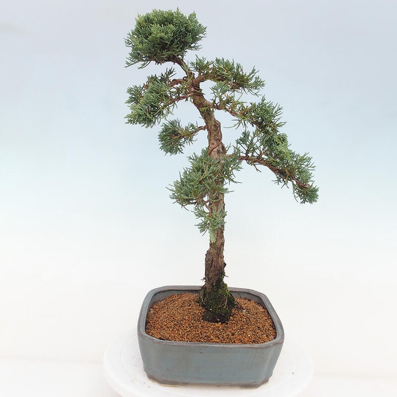 Outdoor bonsai - Juniperus chinensis Kishu - Chinese juniper