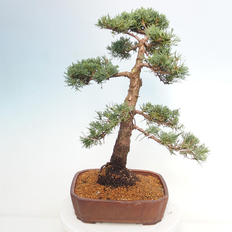 Outdoor bonsai - Juniperus chinensis Kishu - Chinese juniper