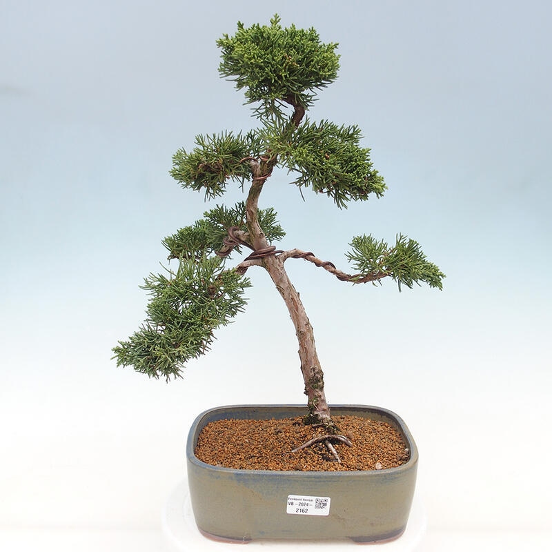 Outdoor bonsai - Juniperus chinensis Kishu - Chinese juniper