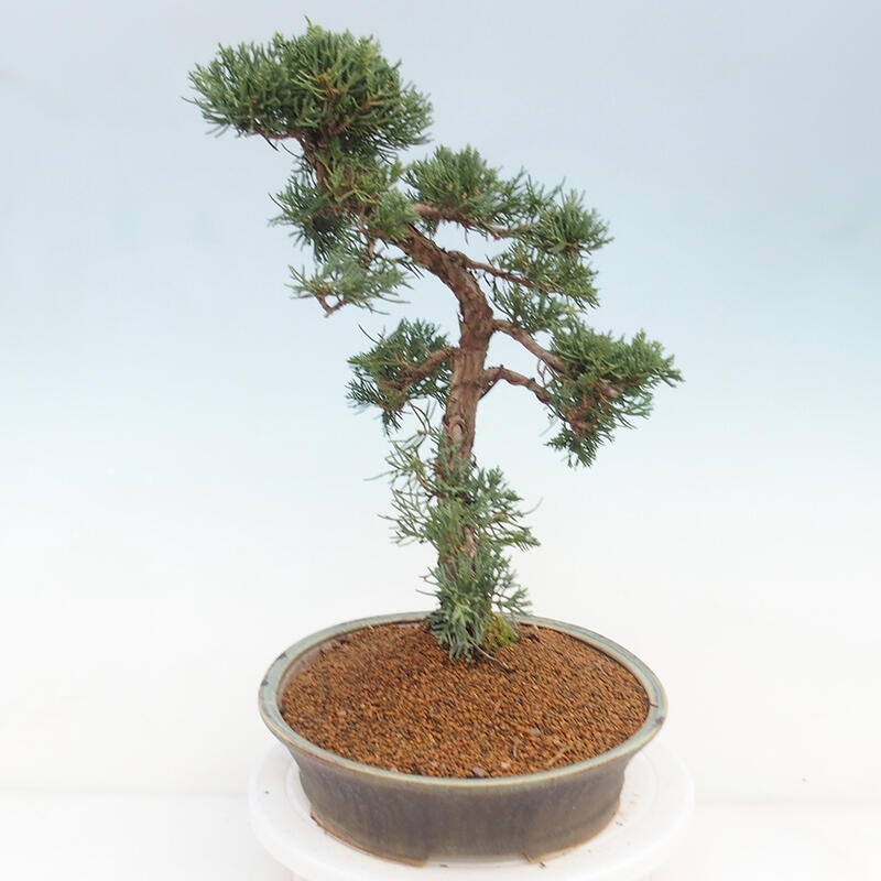 Outdoor bonsai - Juniperus chinensis Kishu - Chinese juniper