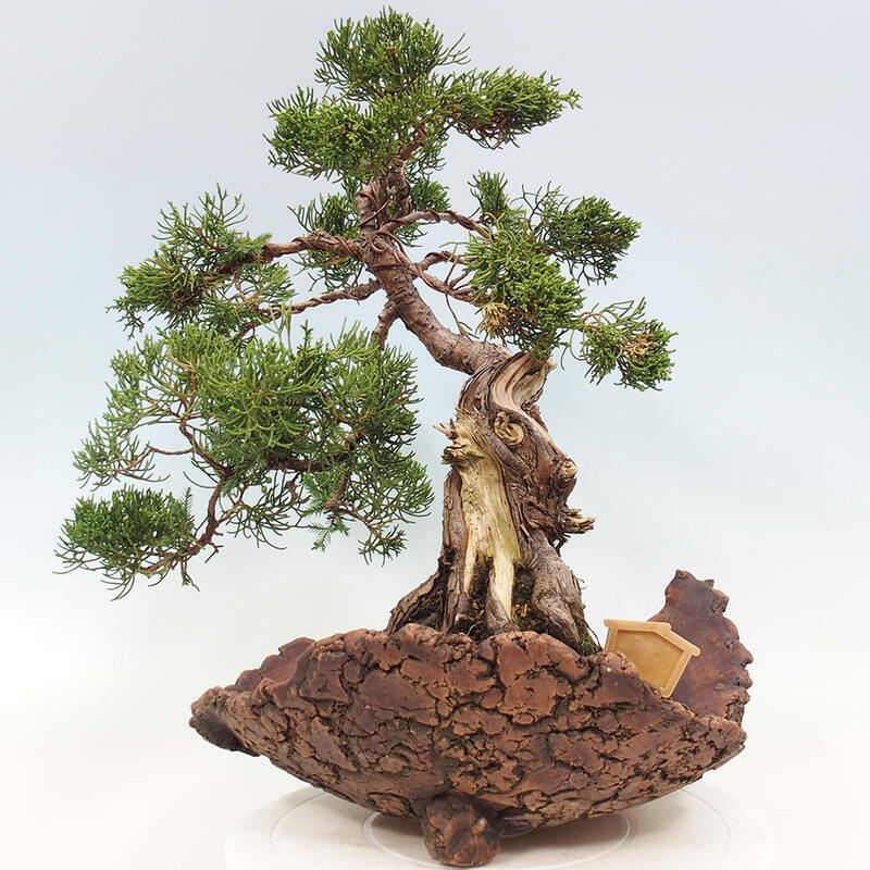 Outdoor bonsai - Juniperus chinensis Kishu - Chinese Juniper