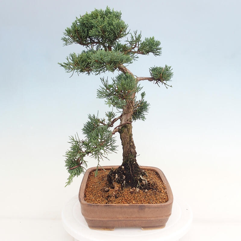 Outdoor bonsai - Juniperus chinensis Kishu - Chinese juniper