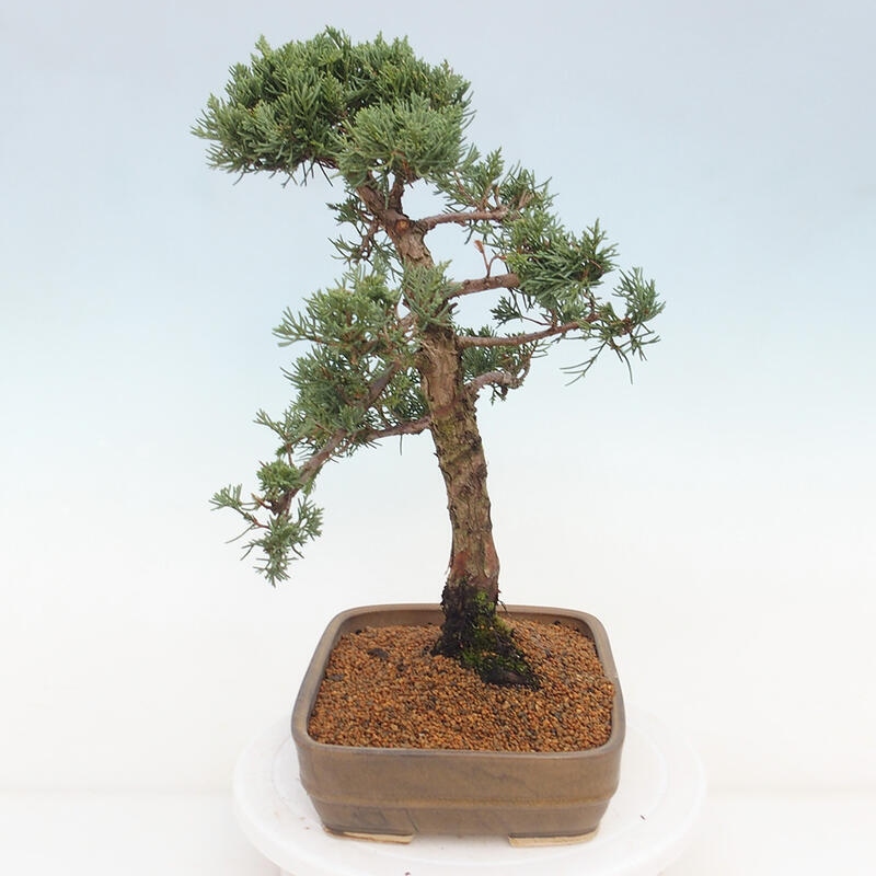 Outdoor bonsai - Juniperus chinensis Kishu - Chinese juniper