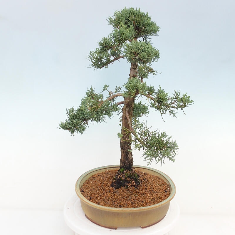 Outdoor bonsai - Juniperus chinensis Kishu - Chinese juniper