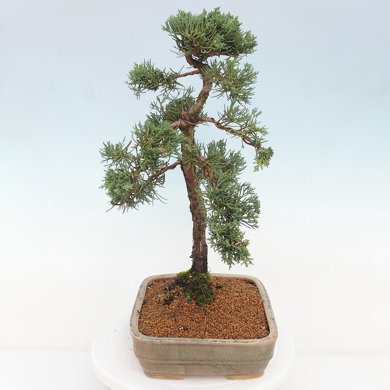 Outdoor bonsai - Juniperus chinensis Kishu - Chinese juniper