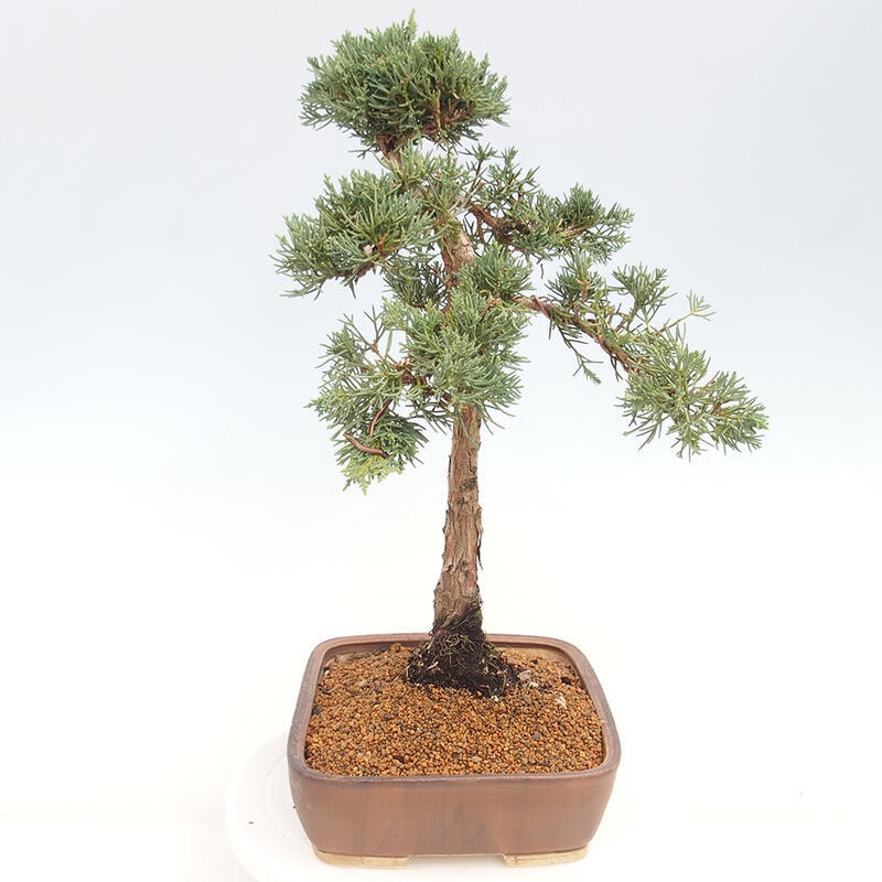 Outdoor bonsai - Juniperus chinensis Kishu - Chinese juniper