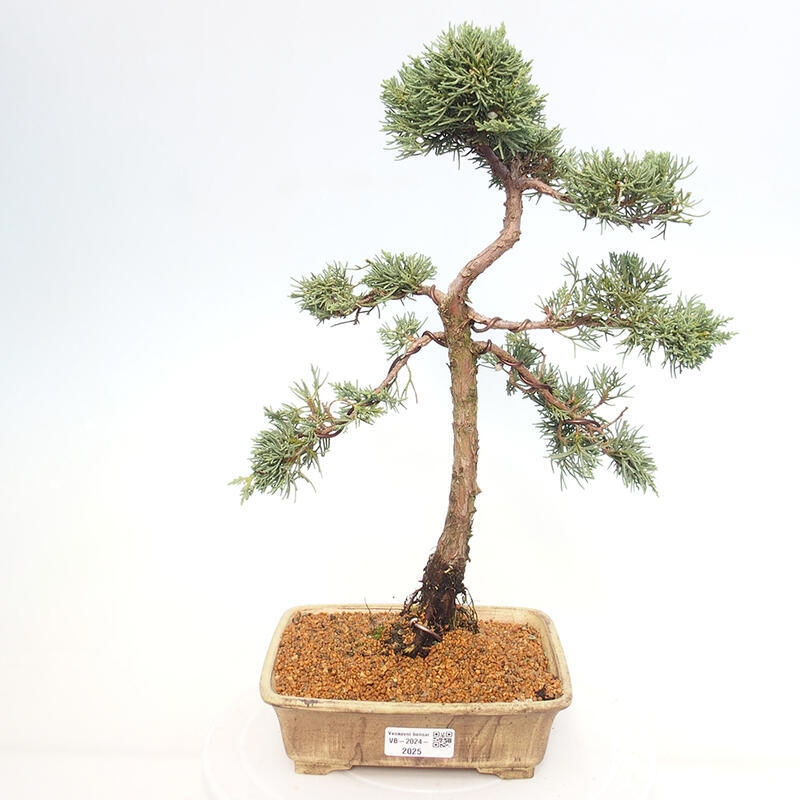 Outdoor bonsai - Juniperus chinensis Kishu - Chinese juniper