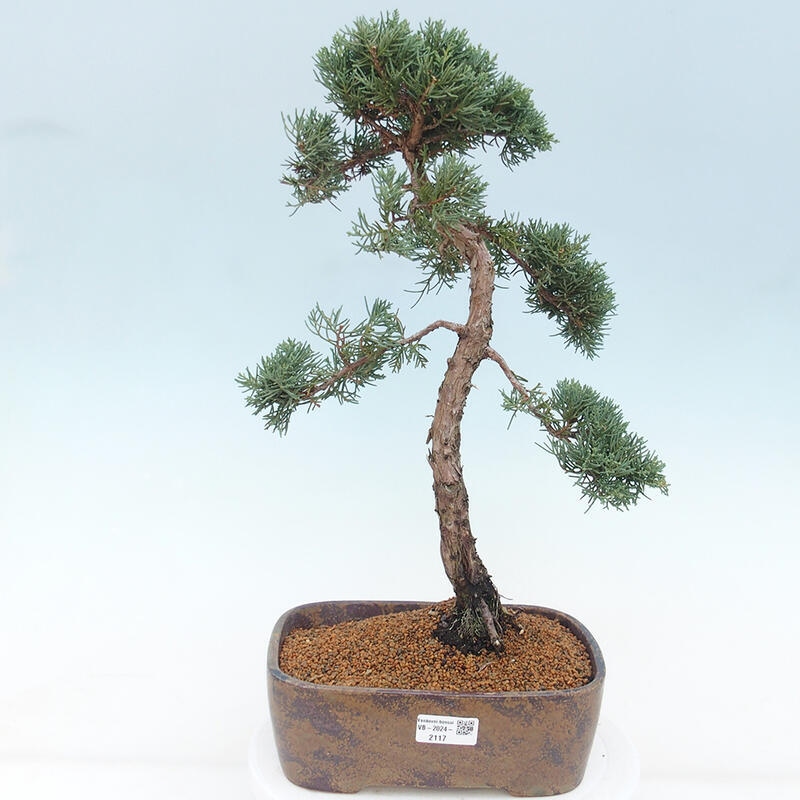 Outdoor bonsai - Juniperus chinensis Kishu - Chinese juniper