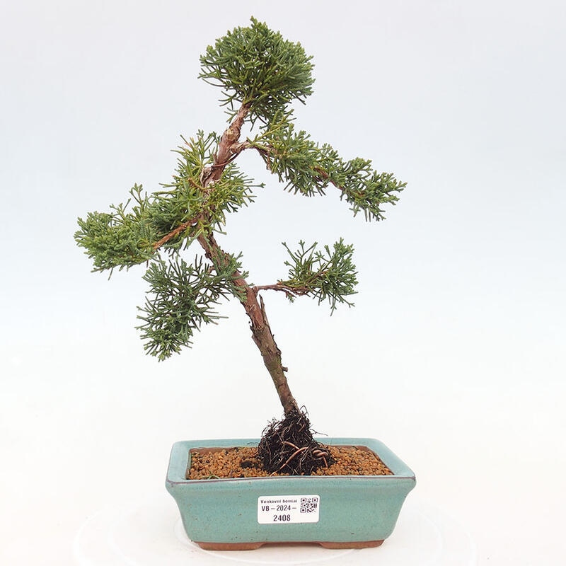 Outdoor bonsai - Juniperus chinensis Kishu - Chinese Juniper