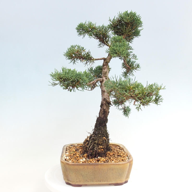 Outdoor bonsai - Juniperus chinensis Kishu - Chinese juniper