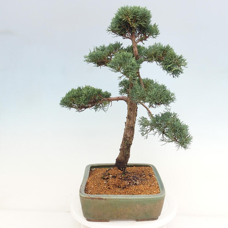 Outdoor bonsai - Juniperus chinensis Kishu - Chinese juniper