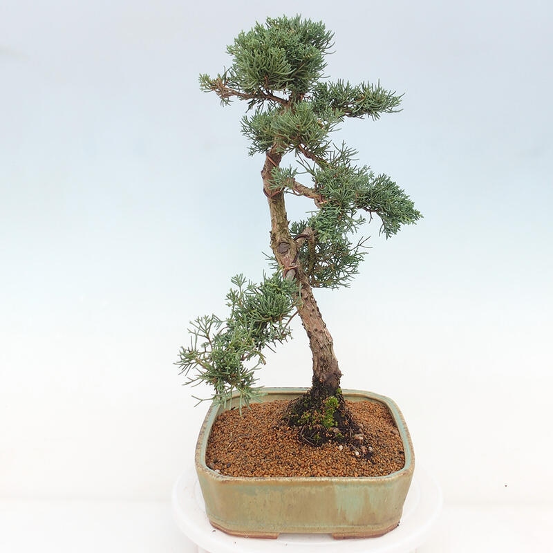 Outdoor bonsai - Juniperus chinensis Kishu - Chinese juniper