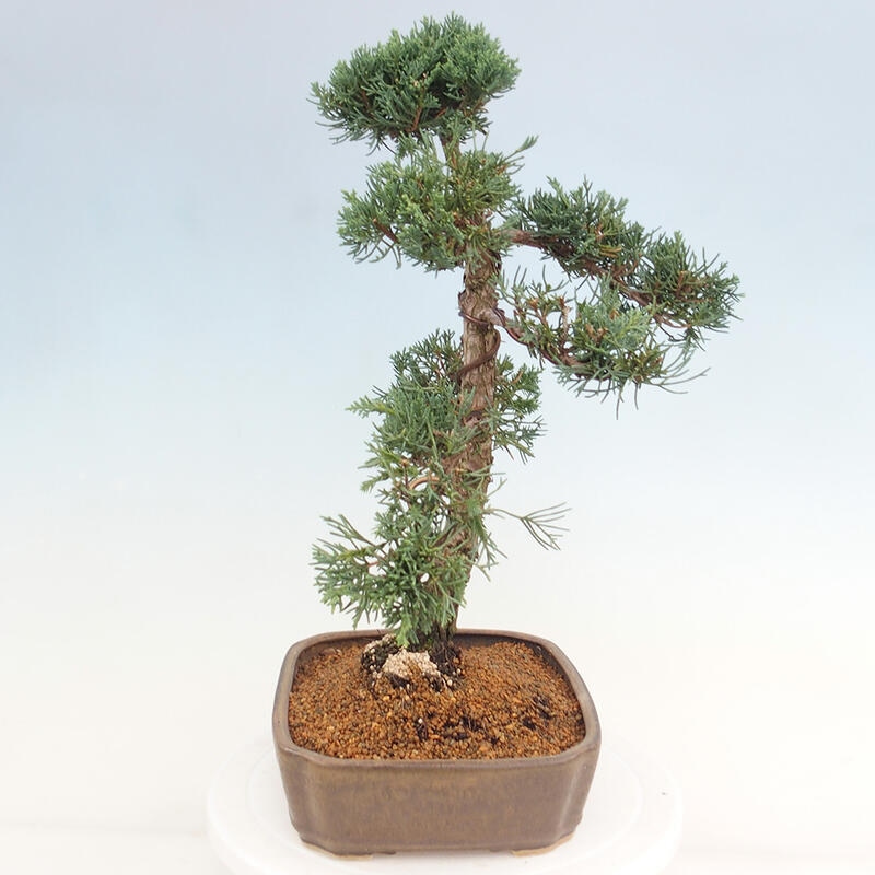 Outdoor bonsai - Juniperus chinensis Kishu - Chinese juniper