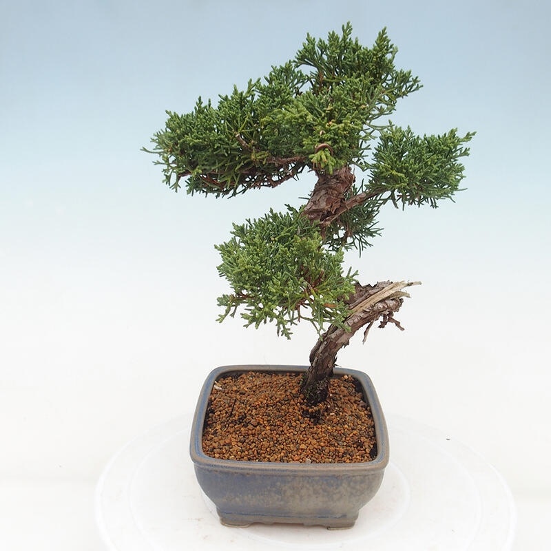 Outdoor bonsai - Juniperus chinensis Kishu - Chinese juniper