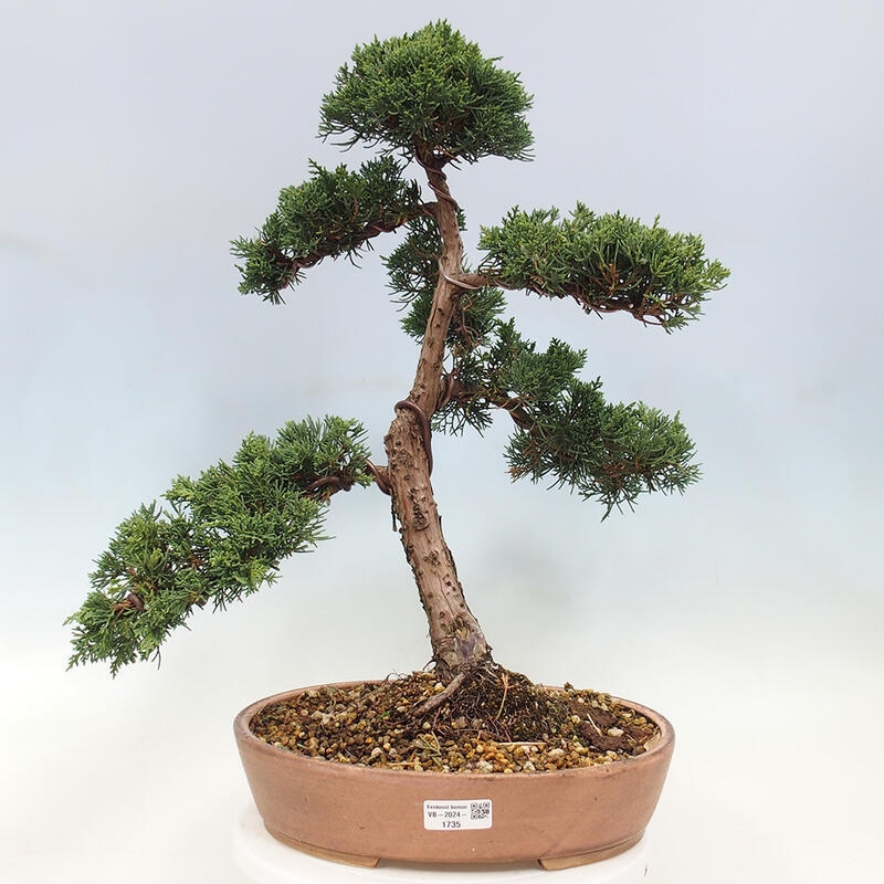 Outdoor bonsai - Juniperus chinensis Kishu - Chinese Juniper