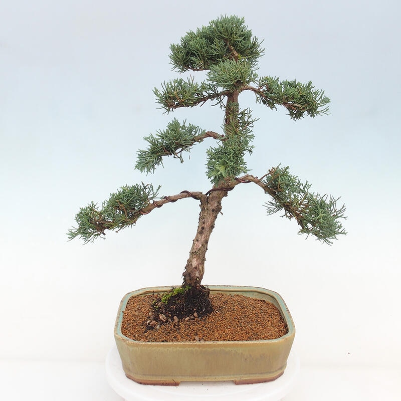 Outdoor bonsai - Juniperus chinensis Kishu - Chinese juniper