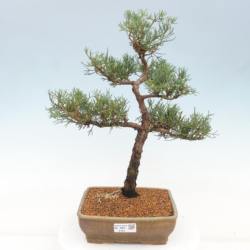 Outdoor bonsai - Juniperus chinensis Kishu - Chinese juniper