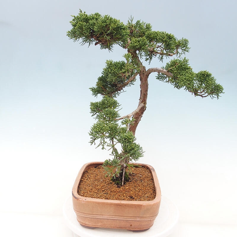 Outdoor bonsai - Juniperus chinensis Kishu - Chinese juniper