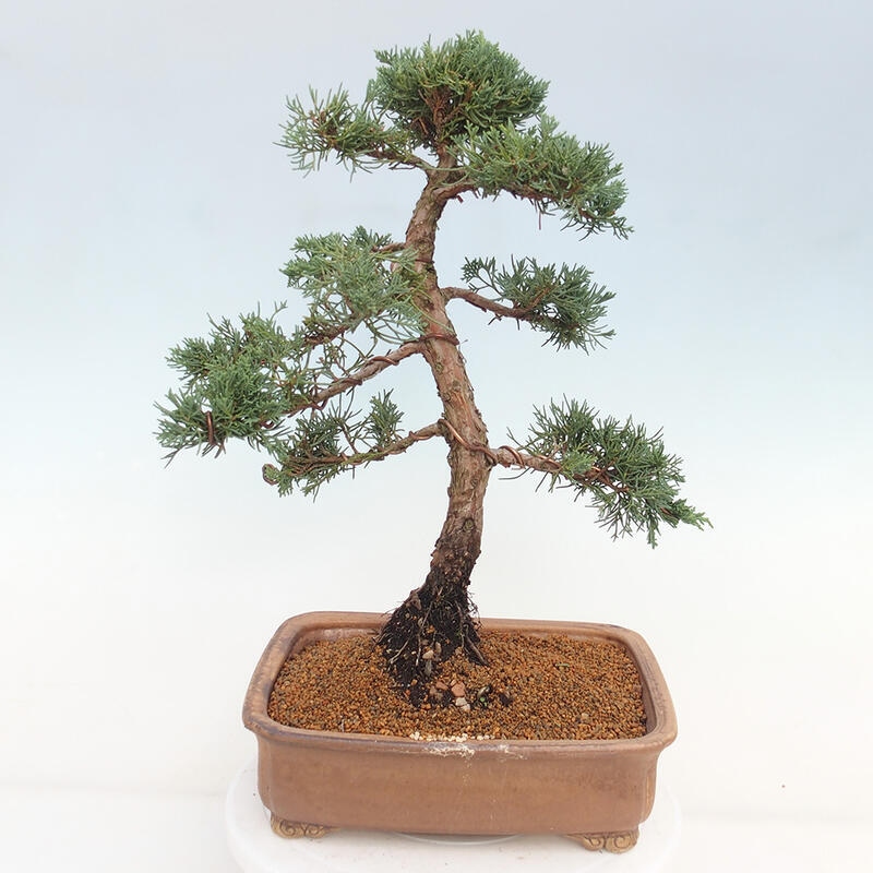 Outdoor bonsai - Juniperus chinensis Kishu - Chinese juniper