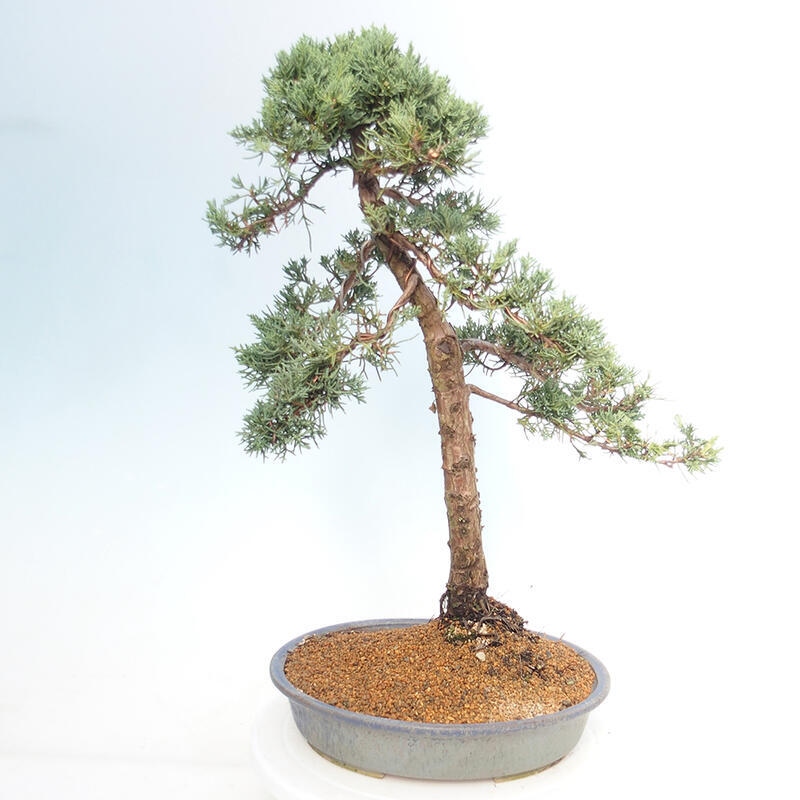 Outdoor bonsai - Juniperus chinensis Kishu - Chinese juniper