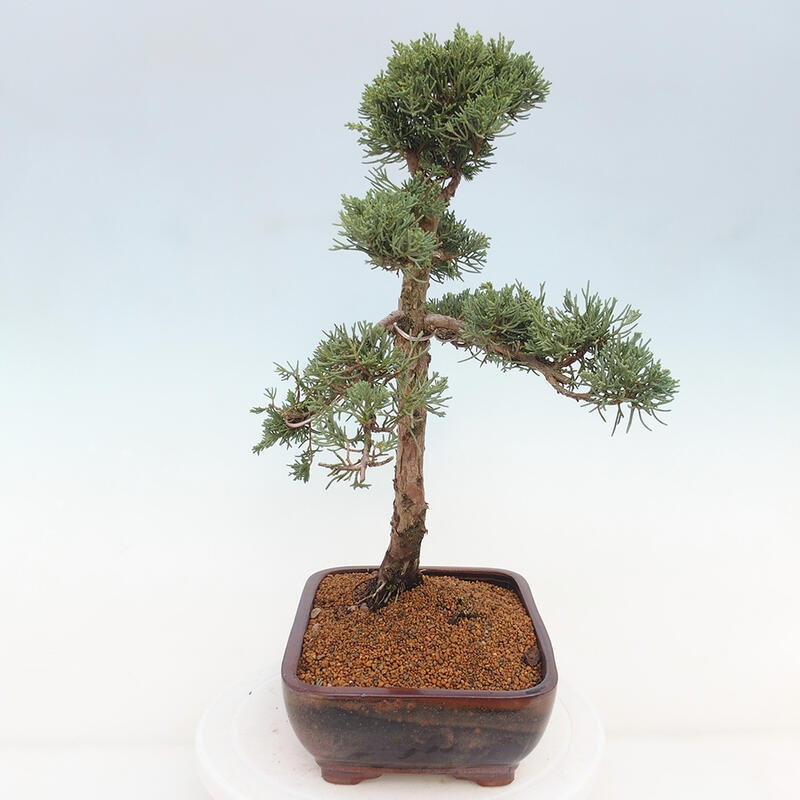 Outdoor bonsai - Juniperus chinensis Kishu - Chinese juniper