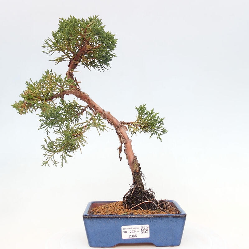 Outdoor bonsai - Juniperus chinensis Kishu - Chinese Juniper