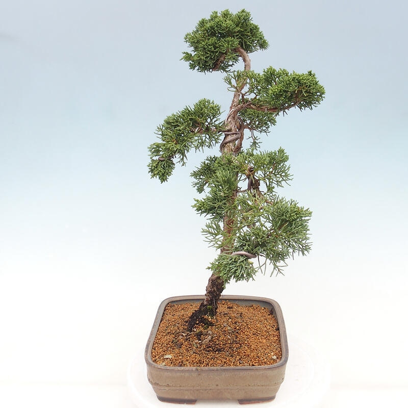 Outdoor bonsai - Juniperus chinensis Kishu - Chinese juniper