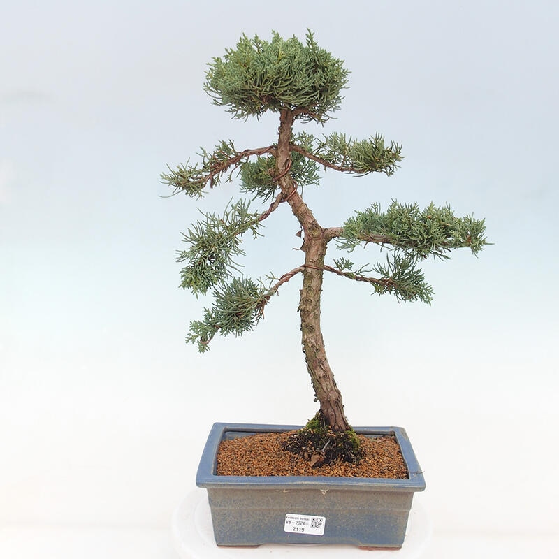 Outdoor bonsai - Juniperus chinensis Kishu - Chinese juniper