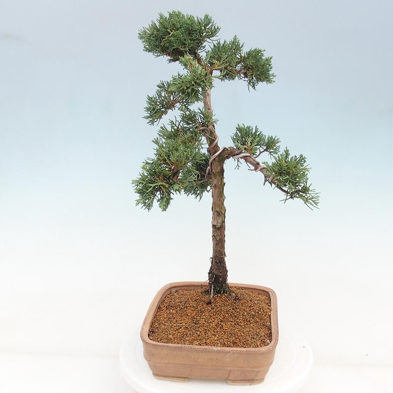 Outdoor bonsai - Juniperus chinensis Kishu - Chinese juniper