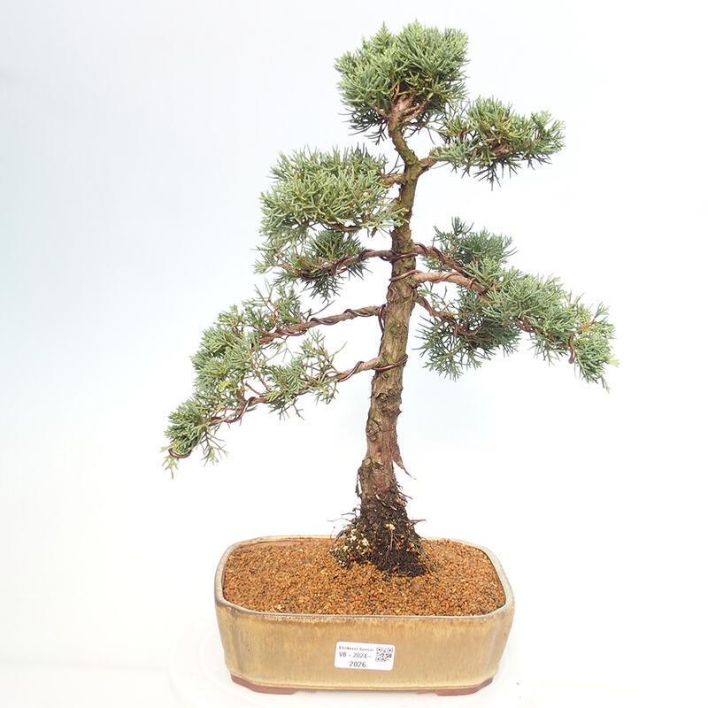 Outdoor bonsai - Juniperus chinensis Kishu - Chinese juniper