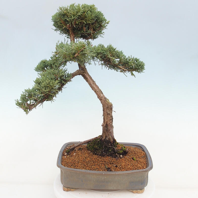 Outdoor bonsai - Juniperus chinensis Kishu - Chinese juniper