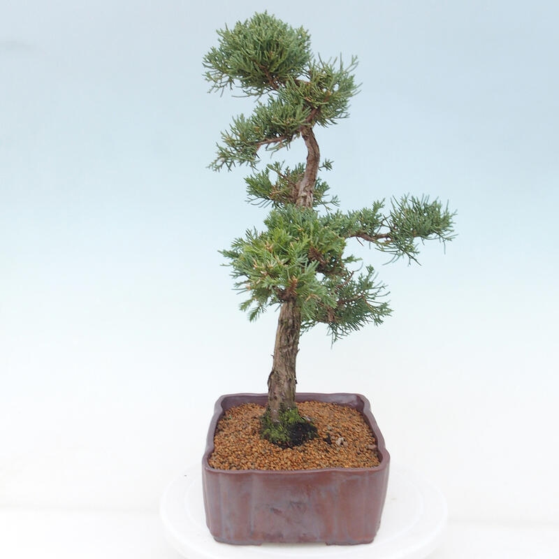 Outdoor bonsai - Juniperus chinensis Kishu - Chinese juniper