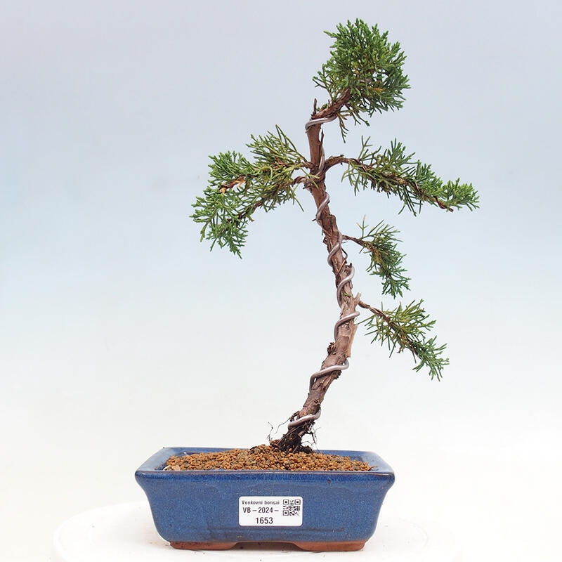 Outdoor bonsai - Juniperus chinensis Kishu - Chinese Juniper