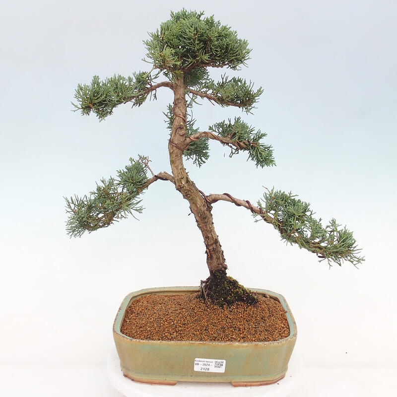 Outdoor bonsai - Juniperus chinensis Kishu - Chinese juniper