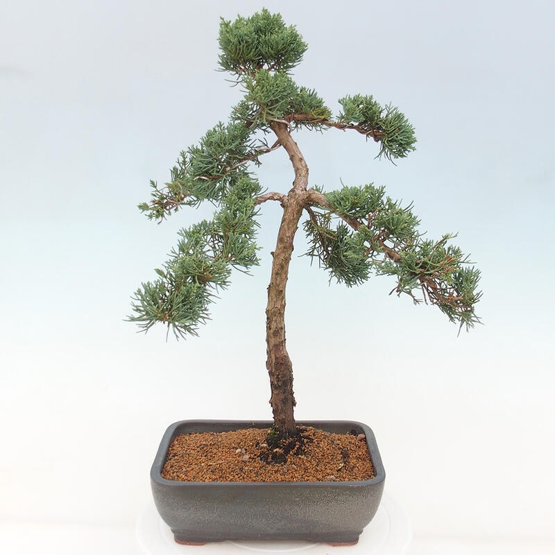 Outdoor bonsai - Juniperus chinensis Kishu - Chinese juniper