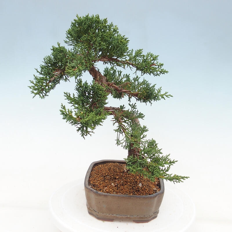 Outdoor bonsai - Juniperus chinensis Kishu - Chinese juniper