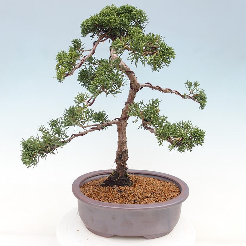 Outdoor bonsai - Juniperus chinensis Kishu - Chinese juniper