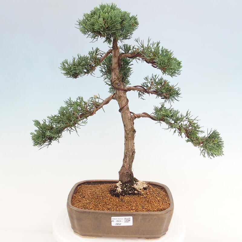 Outdoor bonsai - Juniperus chinensis Kishu - Chinese juniper