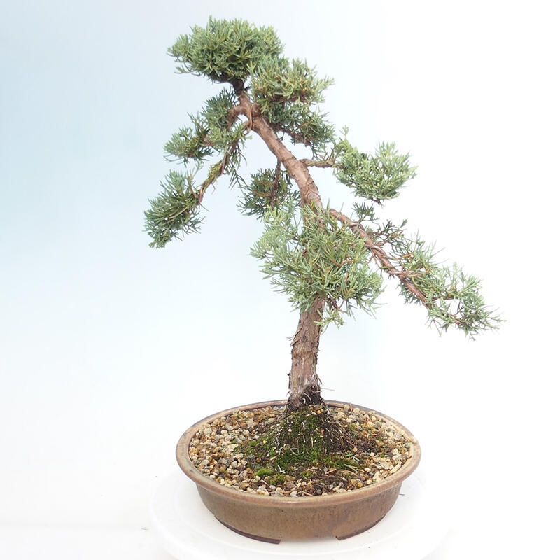 Outdoor bonsai - Juniperus chinensis Kishu - Chinese juniper