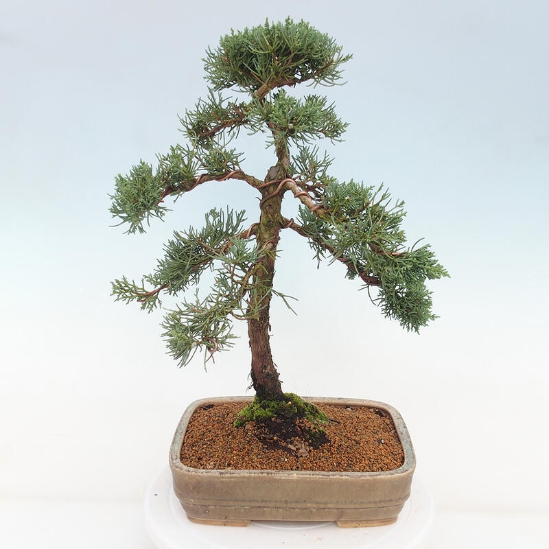 Outdoor bonsai - Juniperus chinensis Kishu - Chinese juniper